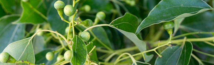 Green leaves camphor